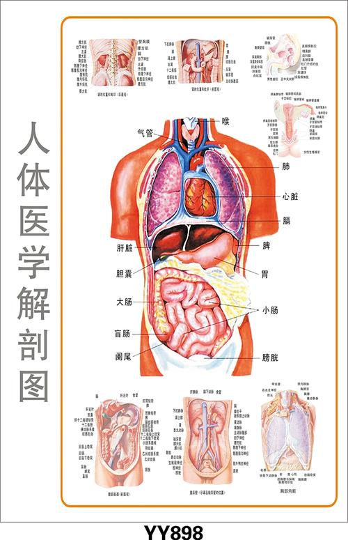 醫(yī)學(xué)教學(xué)彩色掛圖、軟件、光盤