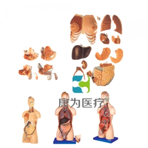 “康為醫(yī)療”男性、女性外兩性互換人體頭頸軀干模型