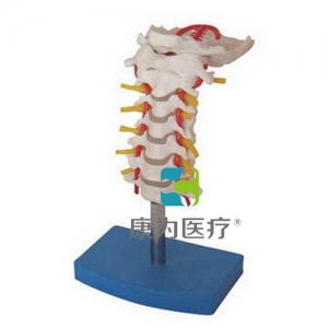 “康為醫(yī)療”頸椎帶頸動脈、后枕骨、椎間盤與神經(jīng)模型