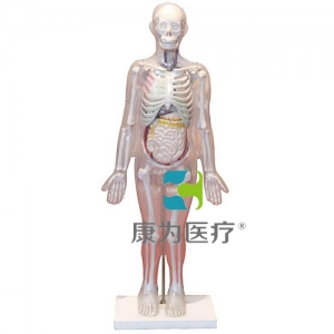 “康為醫(yī)療”人體體表、人體骨骼與內(nèi)臟關(guān)系模型