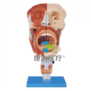 “康為醫(yī)療”鼻、口、咽、喉腔模型