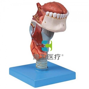 “康為醫(yī)療”喉連舌、牙模型
