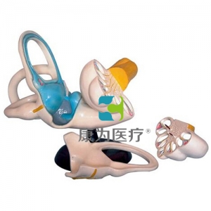 “康為醫(yī)療”內耳解剖放大