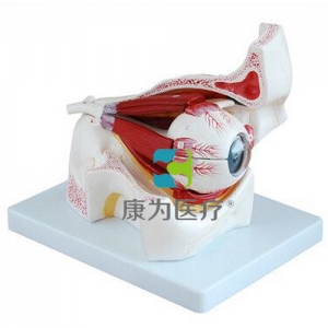 “康為醫(yī)療”眼球、眼眶模型