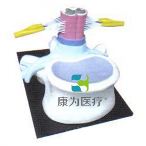 “康為醫(yī)療”椎骨和脊髓、脊神經(jīng)關(guān)系醫(yī)學(xué)模型
