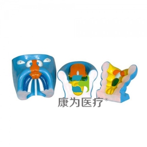“康為醫(yī)療”口腔、鼻及舌的發(fā)生（3部件）