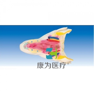 “康為醫(yī)療”咽腔后面觀（咽喉壁?。? /></a>
	<h3><a href=