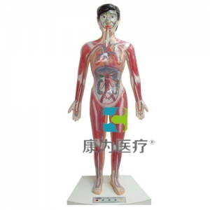 “康為醫(yī)療”微電腦人體心動(dòng)周期與大、小循環(huán)演示模型