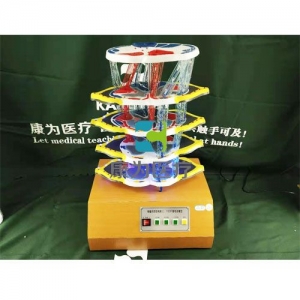 “康為醫(yī)療”脊髓的內(nèi)部結(jié)構(gòu)和上、下行纖維電動(dòng)模型