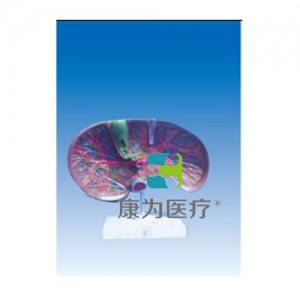 “康為醫(yī)療”肝膽解剖、甘血管、膽管的肝分布