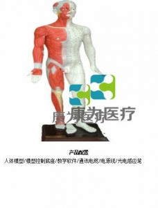 “康為醫(yī)療”蒙醫(yī)鍵控多媒體按摩點穴電子人體模型（中文版本，粵語版本，英語版本，蒙古語版本）