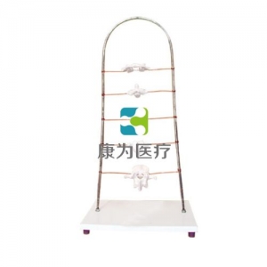 “康為醫(yī)療”寰、樞、頸、胸、腰椎模型