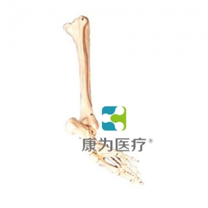 “康為醫(yī)療”足骨、腓骨與脛骨模型