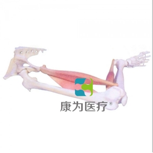 “康為醫(yī)療”下肢肌肉定點(diǎn)、動(dòng)點(diǎn)、動(dòng)態(tài)模型