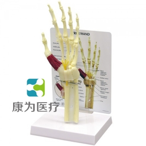 “康為醫(yī)療”醫(yī)患關(guān)系溝通模型-前臂骨骼帶手掌、手腕模型 （醫(yī)學(xué)指導(dǎo)模型）