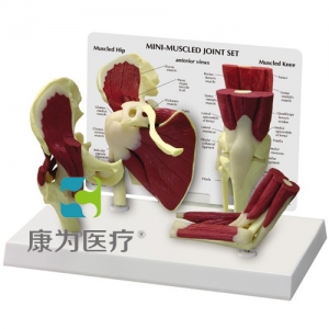 “康為醫(yī)療”醫(yī)患關(guān)系溝通模型-正常肩、髖、膝、肘關(guān)節(jié)附肌肉模型 （醫(yī)學(xué)指導(dǎo)模型）