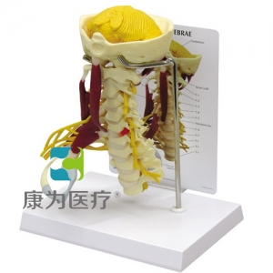 “康為醫(yī)療”醫(yī)患關(guān)系溝通模型-頸椎帶神經(jīng)、肌肉附小腦模型 （醫(yī)學(xué)指導(dǎo)模型）