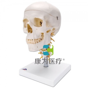 頸椎上的經(jīng)典顱模型，四部分