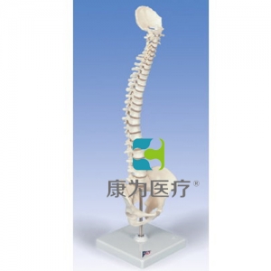 彈力迷你脊柱模型，帶底座