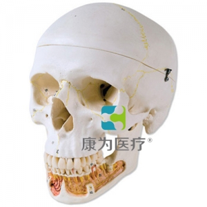 經(jīng)典顱模型帶有開放下頜， 3部分