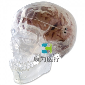 經(jīng)典頭顱模型，透明，3部分