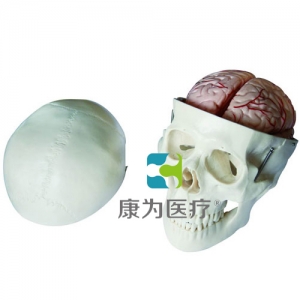 帶腦經(jīng)典顱模型，八部分