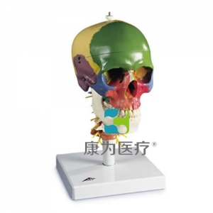 帶頸椎的教學(xué)用顱模型，四部分