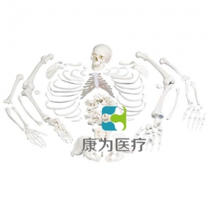 未組裝的全骨骼，帶三部分頭骨