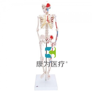 迷你骨骼模型“Shorty”，帶底座（無圖示）