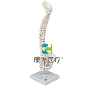 微型脊柱，活動(dòng)安裝