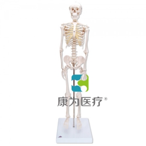 微型骨骼Shorty，帶基架