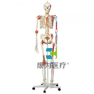 豪華型骨骼Sam，輪式5腳支架