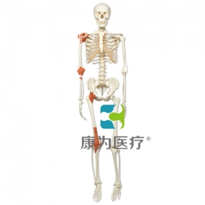 經(jīng)典型韌帶骨骼Leo，輪式5腳支架