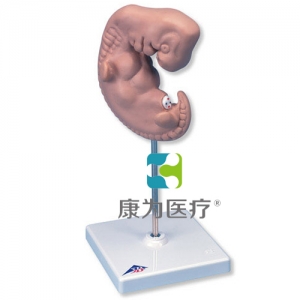 胚胎模型，實(shí)物的25倍
