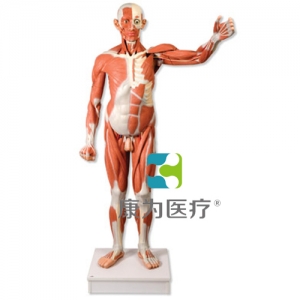 實(shí)物大小男性人體肌肉模型，37部分
