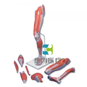 豪華型腿肌模型，7部分