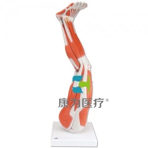 腿肌模型，9部分