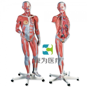 豪華型兩性人體肌肉臂模型，45部分