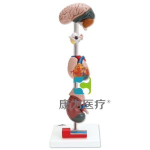 高血壓模型，7部分