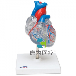 經(jīng)典心臟與心傳導(dǎo)系統(tǒng)模型，2 部分
