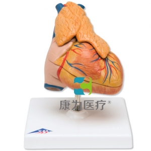 經(jīng)典心臟與胸腺模型，3部分