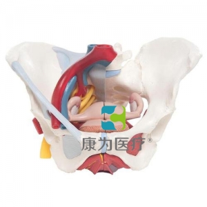女性骨盆模型（配置韌帶、血管、神經(jīng)、盆底肌群及各個(gè)器官），6分體