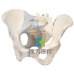 女性骨盆模型（配置韌帶），3分體