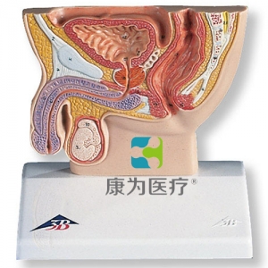 男性骨盆切面模型，實(shí)物的1/2