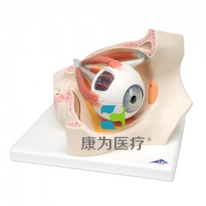 眼窩中的眼模型，實(shí)物的3.5倍，8部分