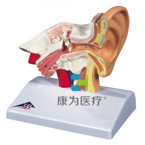 臺式耳模型，實(shí)物1.5倍