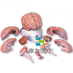 豪華型腦模型帶動(dòng)脈，9部分