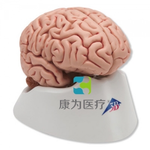 經典腦模型，5部分