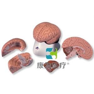 經典腦模型，4 部分