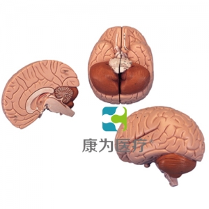 介紹性腦模型，2部分